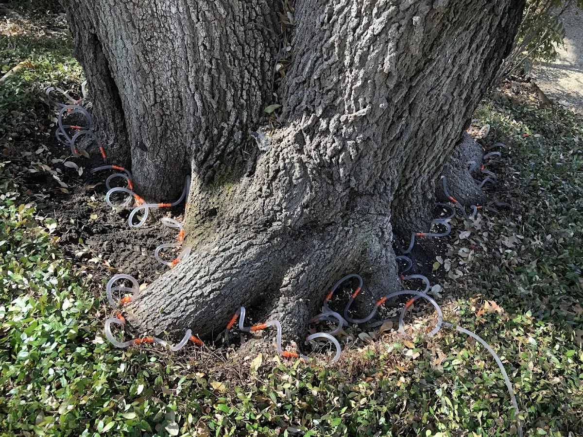 Detailed Tree Cabling and Bracing job site in Lloyd