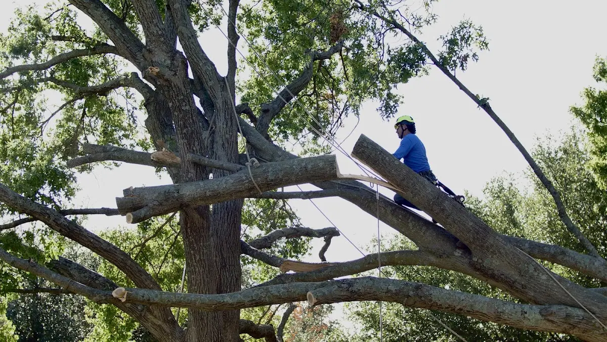 Professional Crown Thinning performed by certified arborists in Lloyd