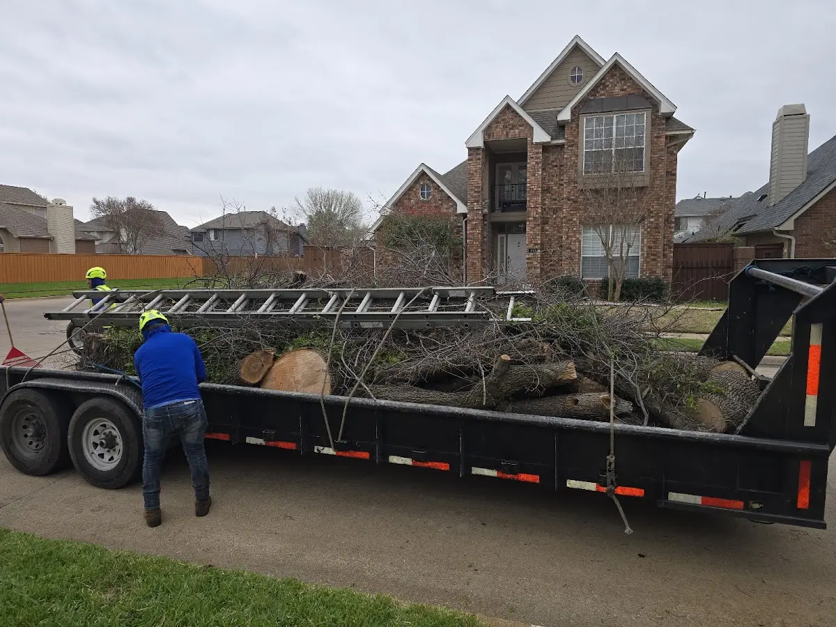 Expert Tree Removal with proper safety equipment in Lloyd